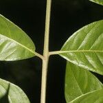 Spondias radlkoferi Leaf