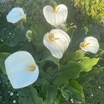 Zantedeschia aethiopica Habitus