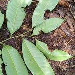 Sacoglottis gabonensis Folio
