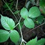 Rubus foliosus Blatt