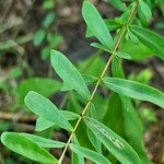 Hypericum hypericoides Листок