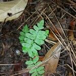 Asplenium platyneuron Leaf