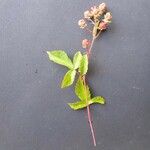 Rubus bertramii Blomma