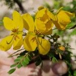 Senna surattensis Flor