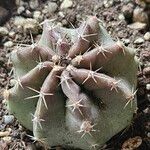 Echinocereus subinermis Leaf