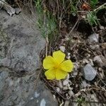 Fumana procumbens Çiçek