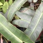 Philodendron atabapoense Blatt