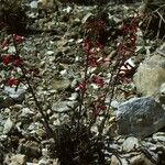 Penstemon utahensis Habitat