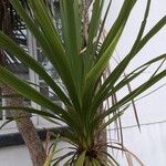 Cordyline australisFolha