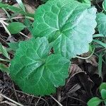 Mikania micrantha Leaf