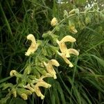 Salvia glutinosa Fleur