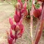 Canna indica Fruit