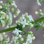 Galium mollugo Blüte
