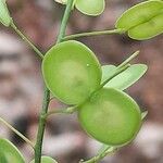 Biscutella laevigata Fruit