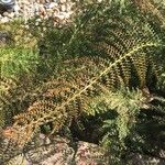 Dryopteris villarii Fulla