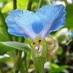 Commelina benghalensis Floare