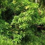 Acnistus arborescens Hábito