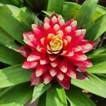 Guzmania monostachia花
