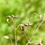 Thalictrum foetidum Fruit