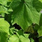 Sparrmannia africana ഇല
