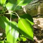 Ficus cordata Hoja