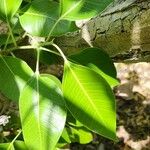 Ficus cordata Levél