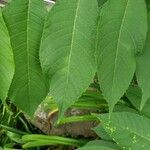 Juglans nigra Likasa