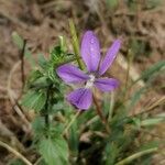 Viola cornuta Habit