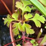 Geranium purpureumDeilen