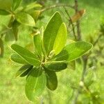 Rhodomyrtus tomentosa Leaf