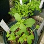 Stevia rebaudiana Лист