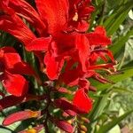 Crocosmia paniculata 花