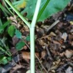 Physospermum cornubiense Other