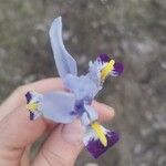 Iris xiphium Blomma