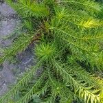 Araucaria angustifolia Hoja