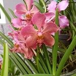 Vanda coerulescensBlomma