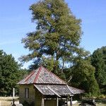 Nothofagus obliqua Elinympäristö