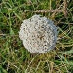 Visnaga daucoides Floare