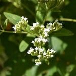 Stevia ovata Kukka