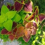 Coleus spp.Blad