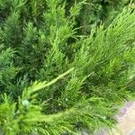 Juniperus sabina Hoja
