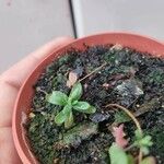 Crassula pubescens Лист