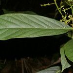 Ocotea atirrensis Hoja