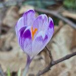 Crocus vernusЦвят