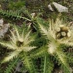 Cirsium spinosissimum 花