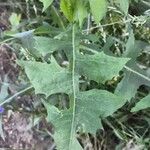 Lactuca floridana Hoja