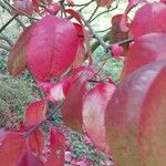 Euonymus carnosus Leaf