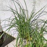 Carex hirta Vekstform