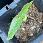 Vigna radiata Levél