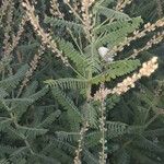 Amorpha canescens Blad